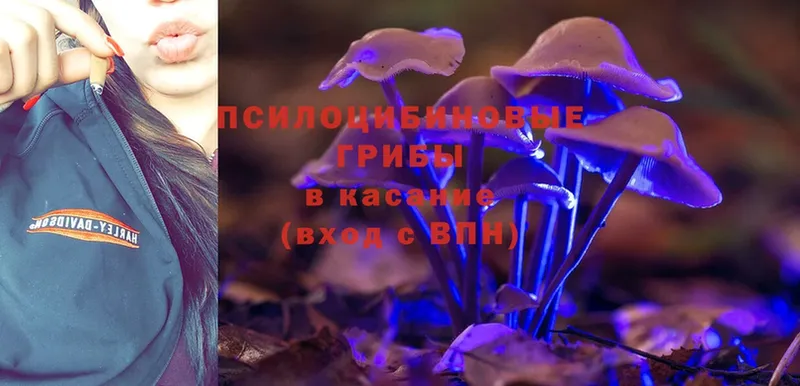 Галлюциногенные грибы Cubensis  как найти   Верхотурье 